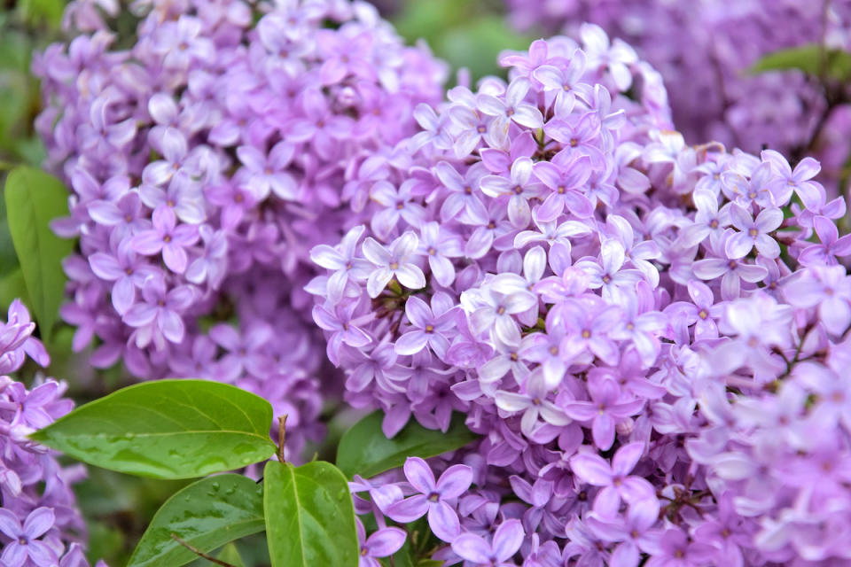 Lilacs 