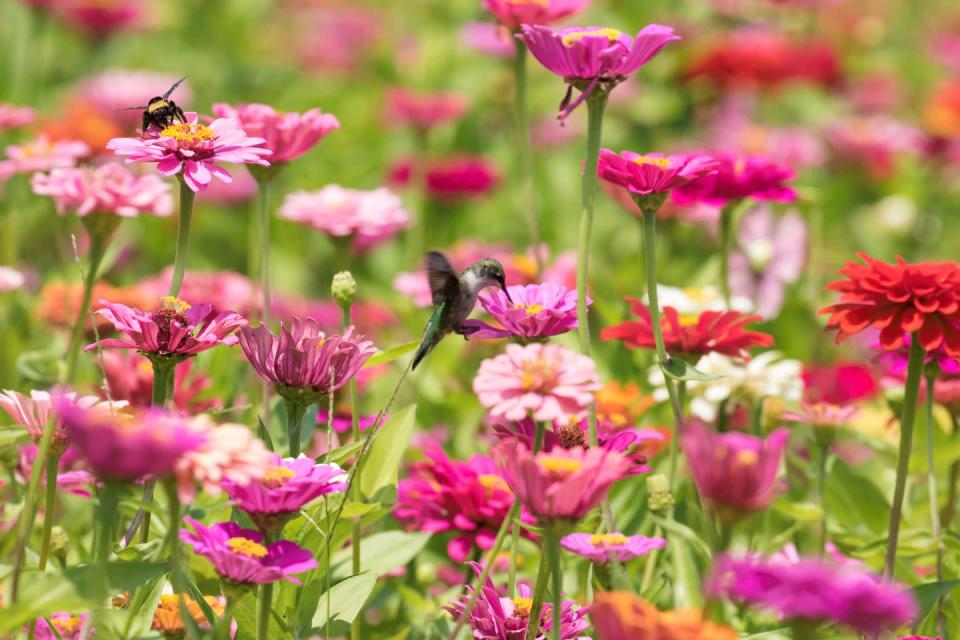 <p>Native to the Southwest, zinnias are one of the most <a href="https://www.countryliving.com/gardening/garden-ideas/g19564804/best-annual-flowers" rel="nofollow noopener" target="_blank" data-ylk="slk:popular annuals" class="link ">popular annuals</a> throughout the U.S. They are easy to grow from seed and will re-seed readily too! Hummingbirds and other pollinators love the bright blooms, which also make for great cut flowers.</p><p><strong><strong>Plant </strong>in full sun. Thrives in zones 2 to 11. </strong></p>