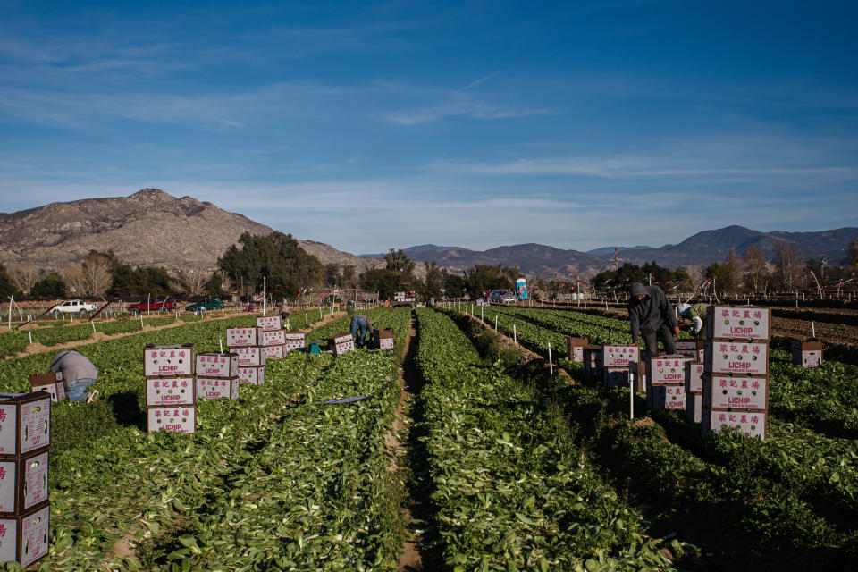 Trabajadores agrícolas en un cultivo de vegetales en Hemet, California, el 8 de febrero de 2021. (Ariana Drehsler/The New York Times)