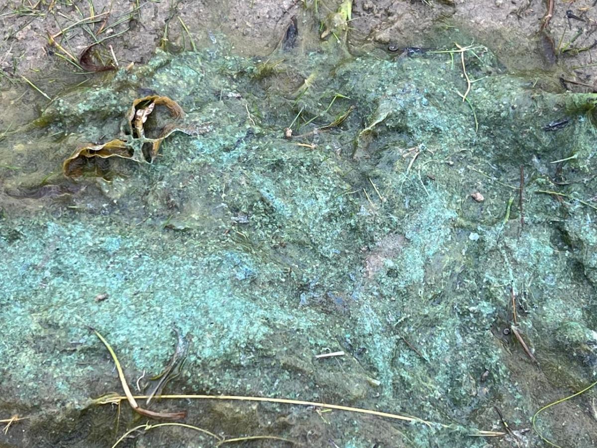 Blue-green algae bloom discovered in Yellowknife