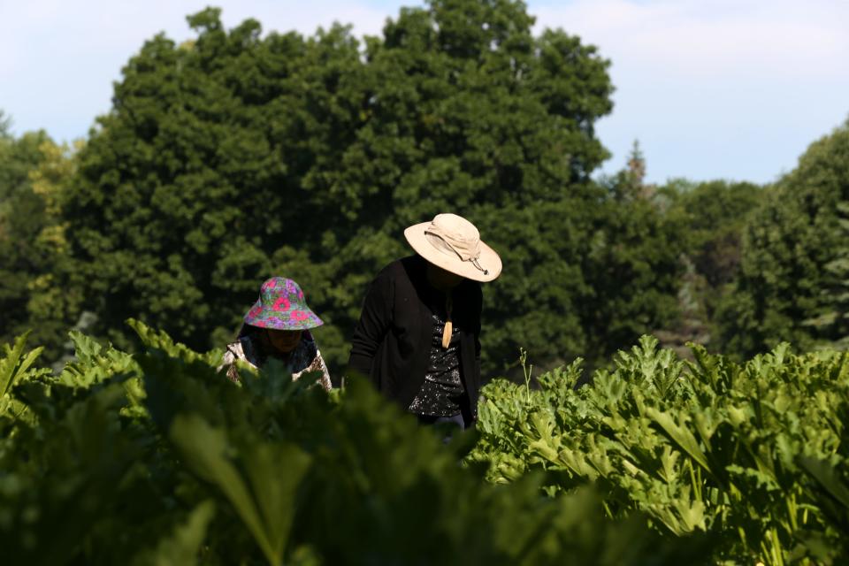 Chee Thao, left, and Ker Vue walk through the squash garden on July 18 at Riverview Gardens.