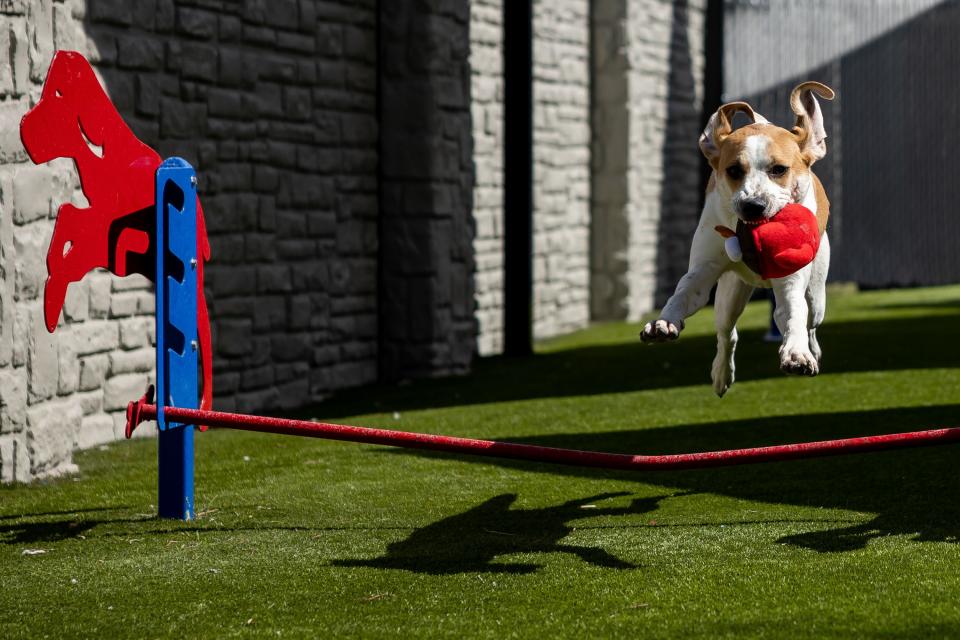 Echo, an 11-month old coonhound mix, plays outside at Salt Lake County Animal Services in Millcreek on Thursday, April 20, 2023. | Spenser Heaps, Deseret News