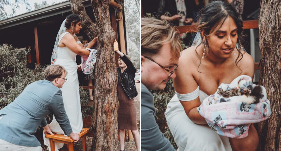 PJ standing on a wooden table being held by her husband as she reaches into the tree to get the possum while wearing her wedding dress and veil. Right, PJ cradling the possum in the pillow case while crouching.  