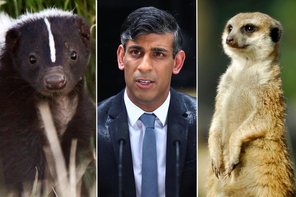 Voters liken Mr Sunak to a skunk or a meerkat (Getty/iStock)