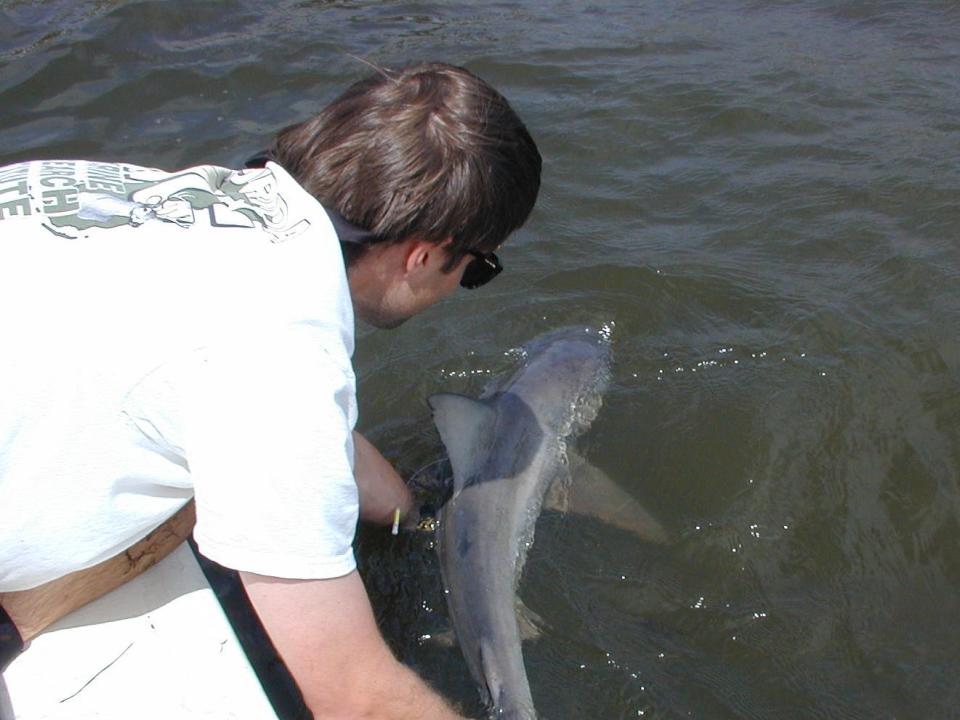 Doug Adams, a researcher with the Fish and Wildlife Research Institute, releases a bull shark in the Indian River Lagoon.
