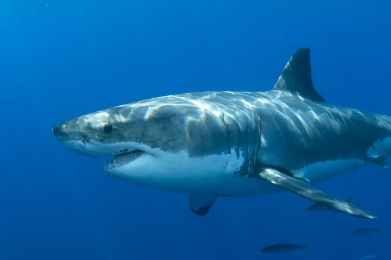 A Go Fund Me page to raise money for Australian teen surfer Khai Cowley's funeral had raised $65,587 AUD by Friday afternoon. Cowley was killed by a great white shark (such as pictured). File Photo by Joe Marino/UPI