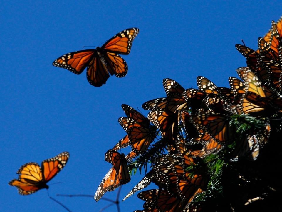 Monarch Butterfly Mexico
