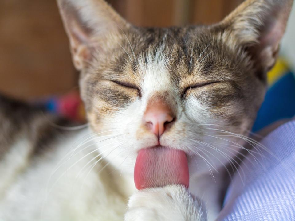 cat tongue cleaning clean lick