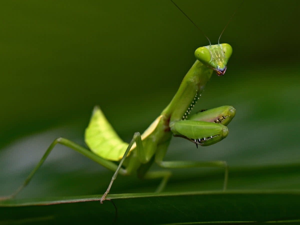 Changing climate a likely reason for insects’ invasion (David Clode/ SWNS.com)