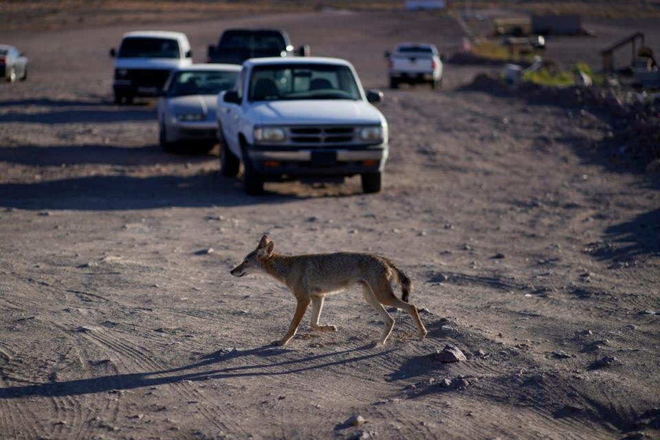 A coyote walks across what was once the bottom of the lake and is now a dry stretch of land (AP)