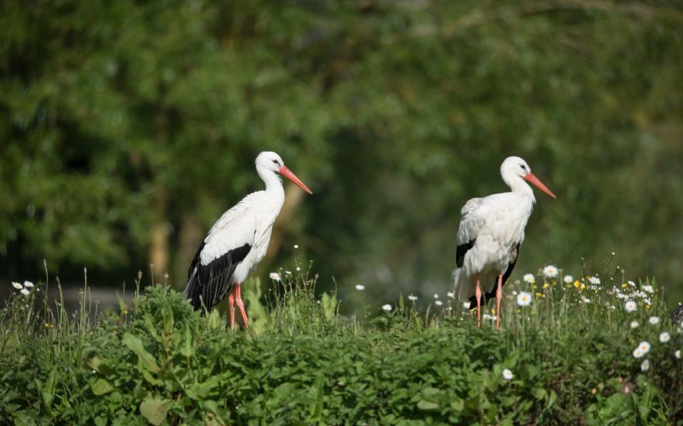 White stork - Getty
