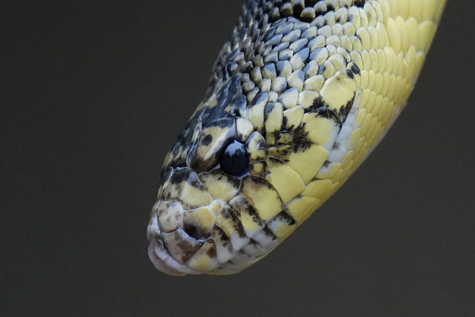 Pine trees are seen reflected in the eye of a Louisiana pine snake, during the release of several of about 100 Louisiana pine snakes, which are a threatened species, in Kisatchie National Forest, La., Friday, May 5, 2023. (AP Photo/Gerald Herbert)