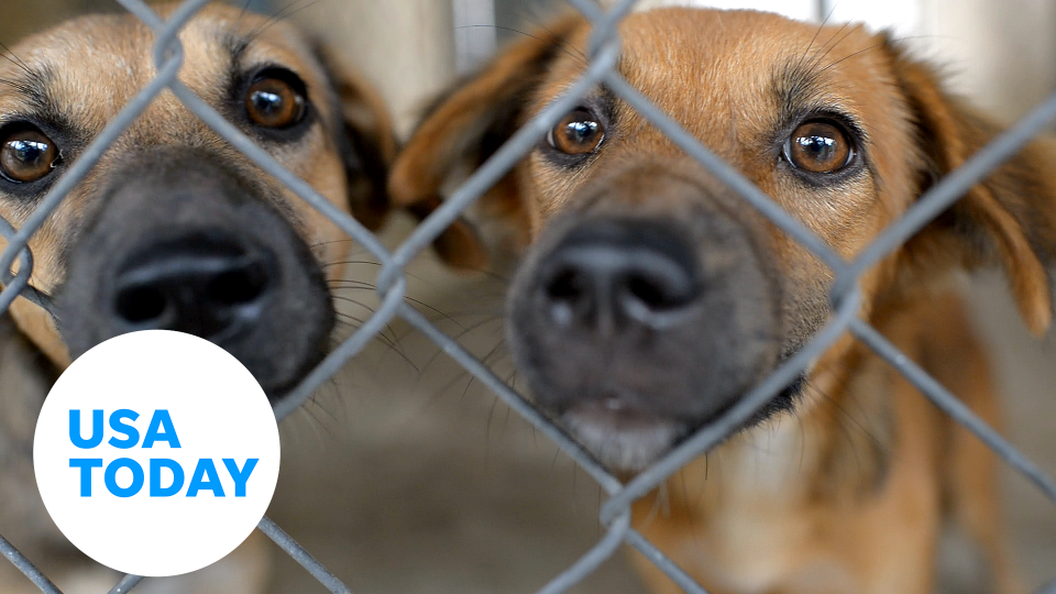 More than 6.5 million animals entered U.S. shelters and rescues in 2023, marking the fourth consecutive year of overpopulation and adoption rates insufficient to meet the challenge. Consequently, other animals are being turned away.