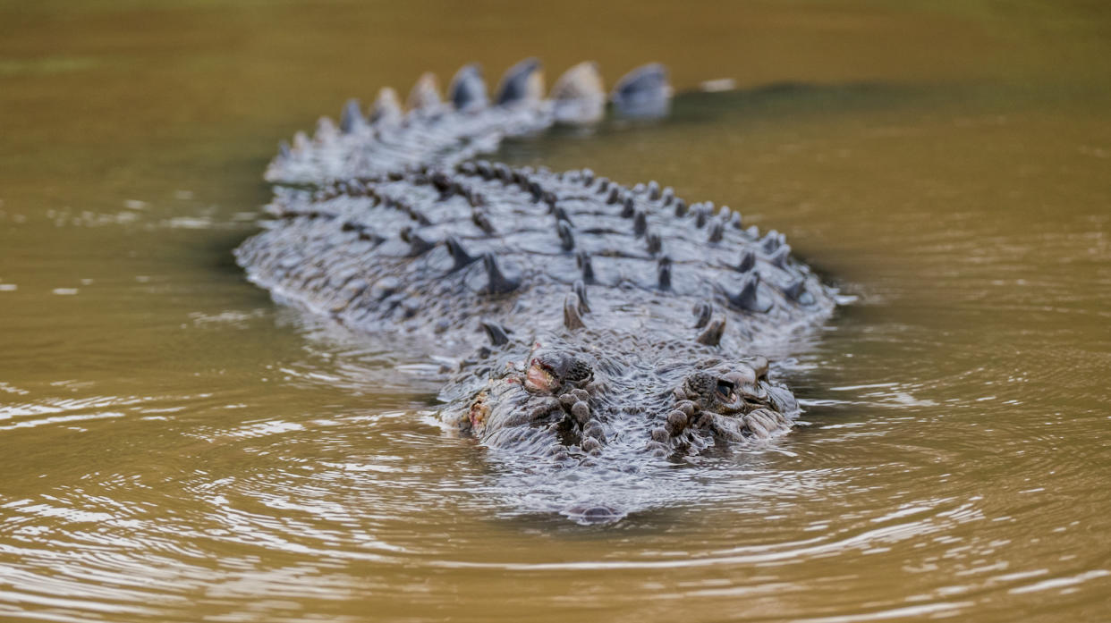 A saltwater crocodile swimming along the river in Malaysia