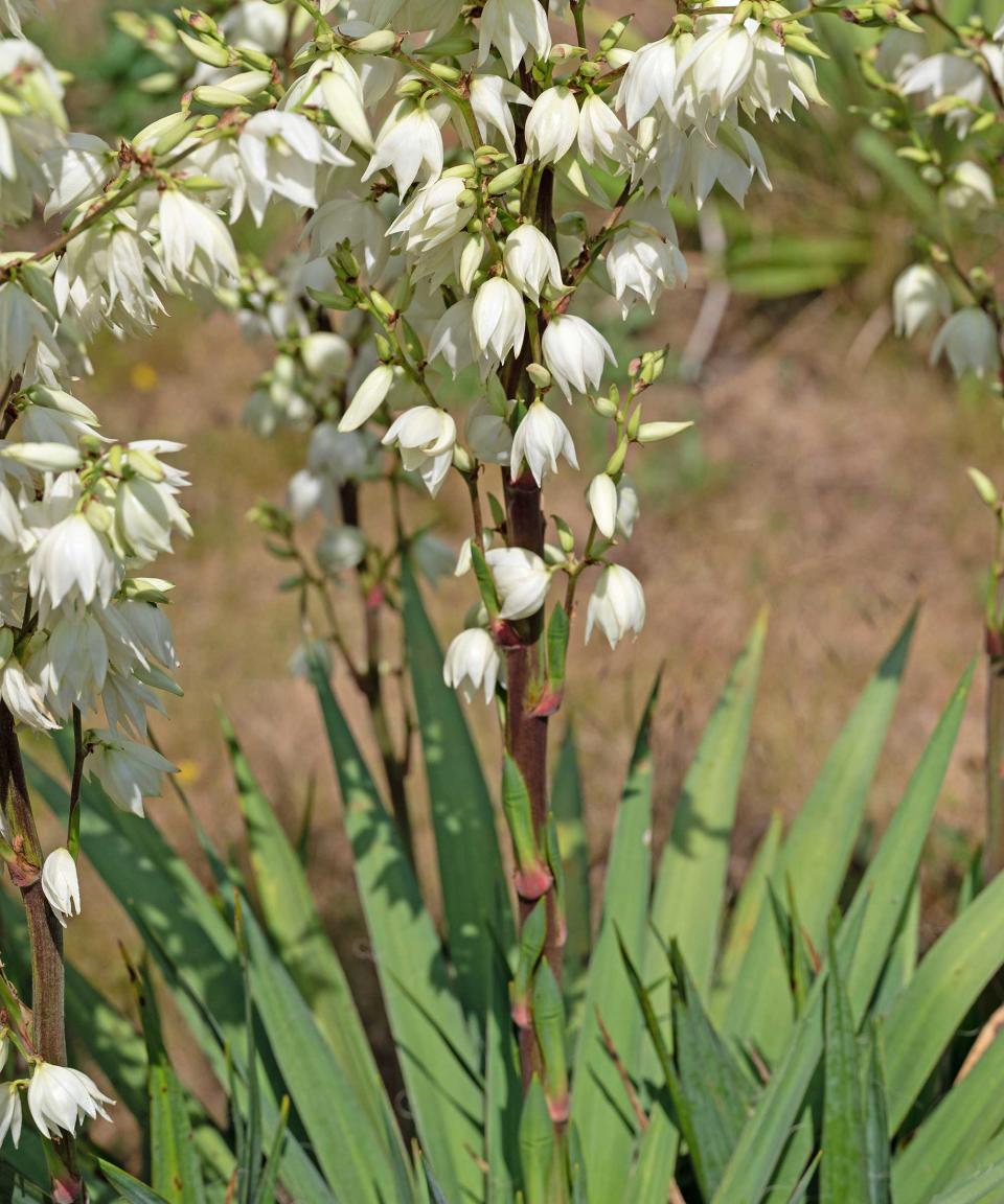 flowering yucca