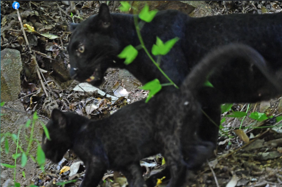 The mother and cub were spotted on a popular tourist route, park officials said.
