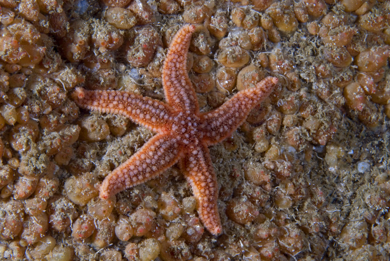 Starfish