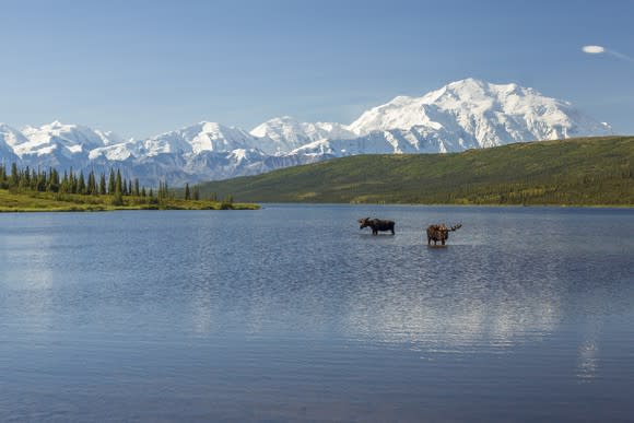 Two moose in a lake, with the Alaska Range of mountains in the background.