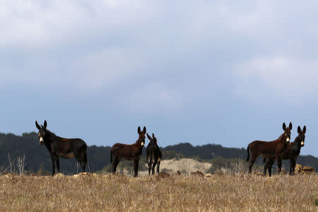 Wild donkeys are seen in Karpasia peninsula in northern Cyprus August 3, 2017. Picture taken August 3, 2017. REUTERS/Yiannis Kourtoglou