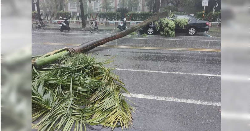 台南市東區勝利路旁的路樹因為大雨倒塌。（圖／翻攝TG／黑色豪門企業）