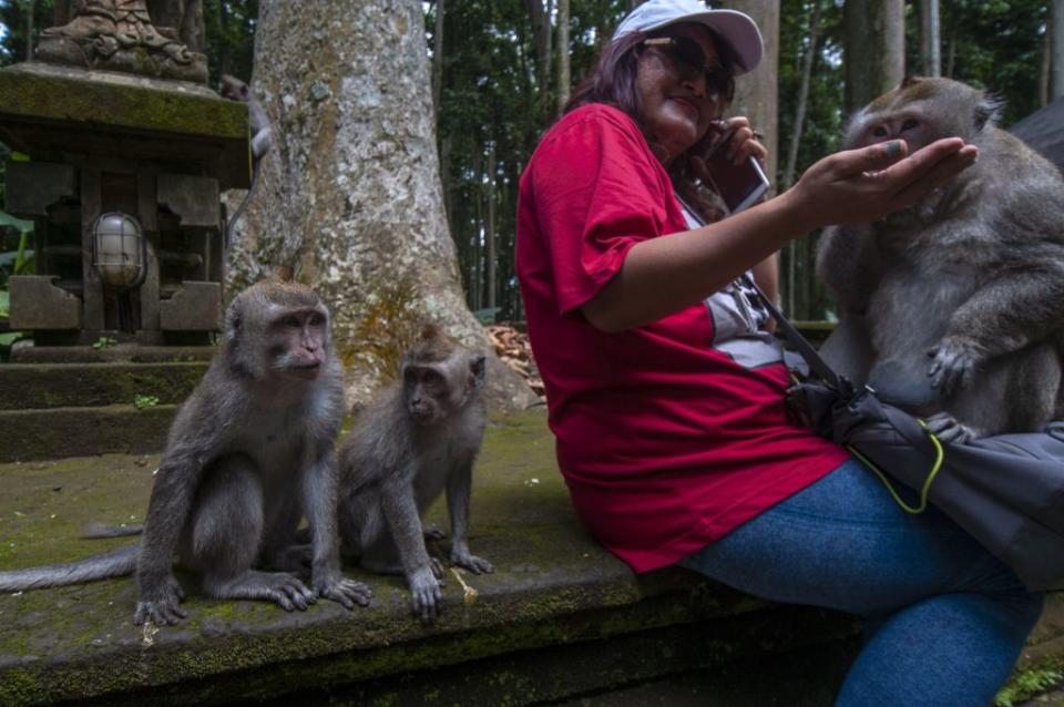 Long-tailed macaques with a tourist in Bali in the Sangeh Monkey Forest tourist area, Badung Regency, Bali Province, Indonesia.