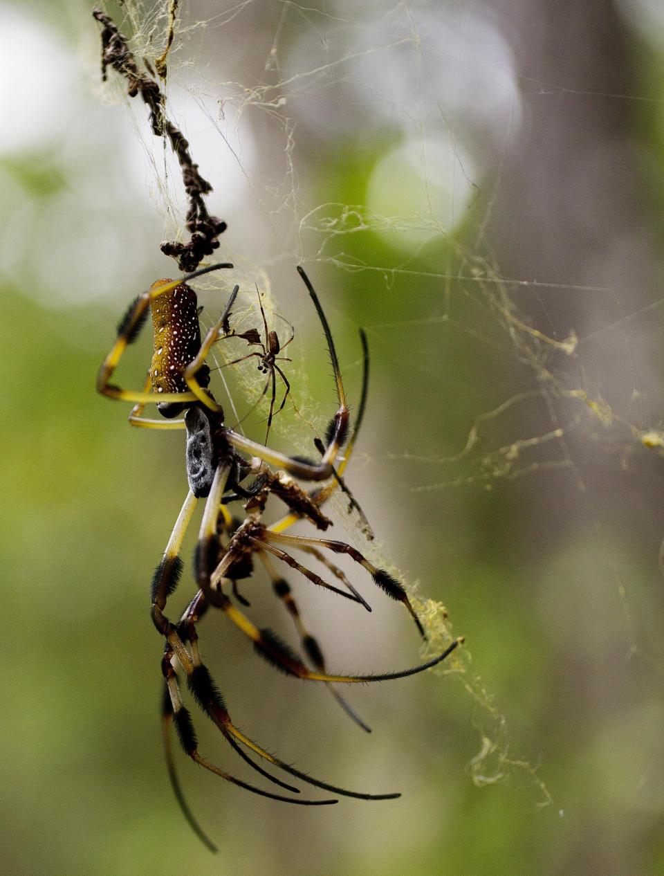 A female banana spider, middle left, leaves behind its exoskeleton bottom as it hangs out in its web as a male, center, right waits nearby. They were photographed in the Fakahatchee Strand in the Florida Everglades.