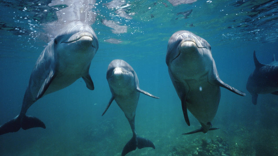A photograph of three dolphins in the ocean looking at the camera.