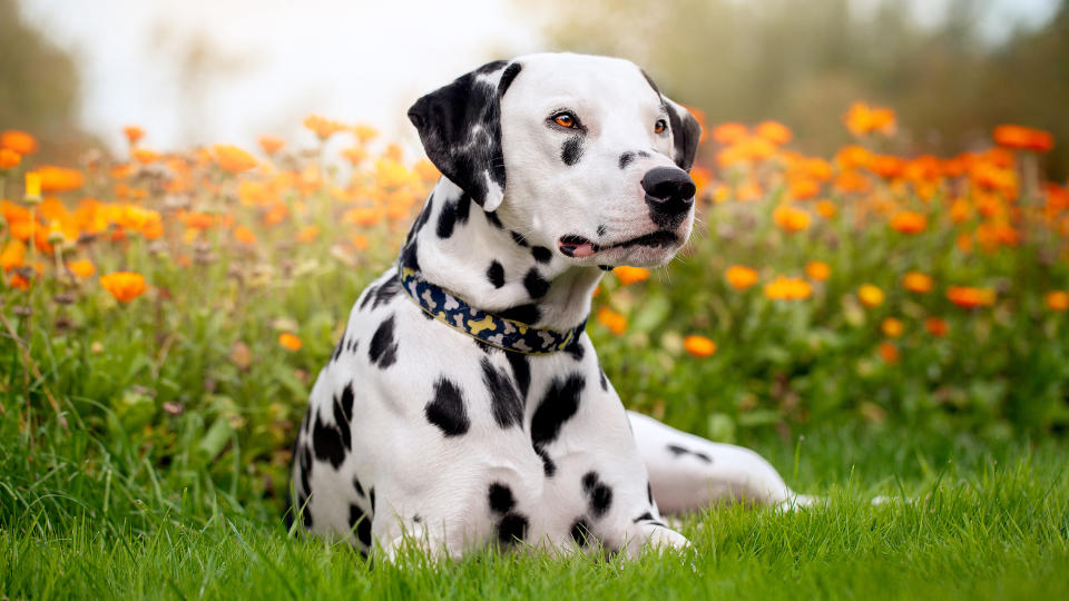 Dalmatian