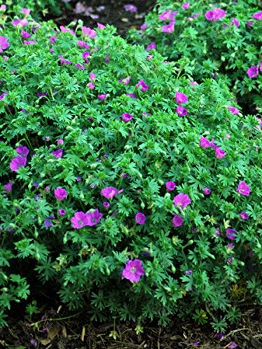 Perennial Farm Marketplace Geranium s. 'Max Frei' (Cranes Bill) Groundcover, Size-#1 Container, Deep Magenta Flowers