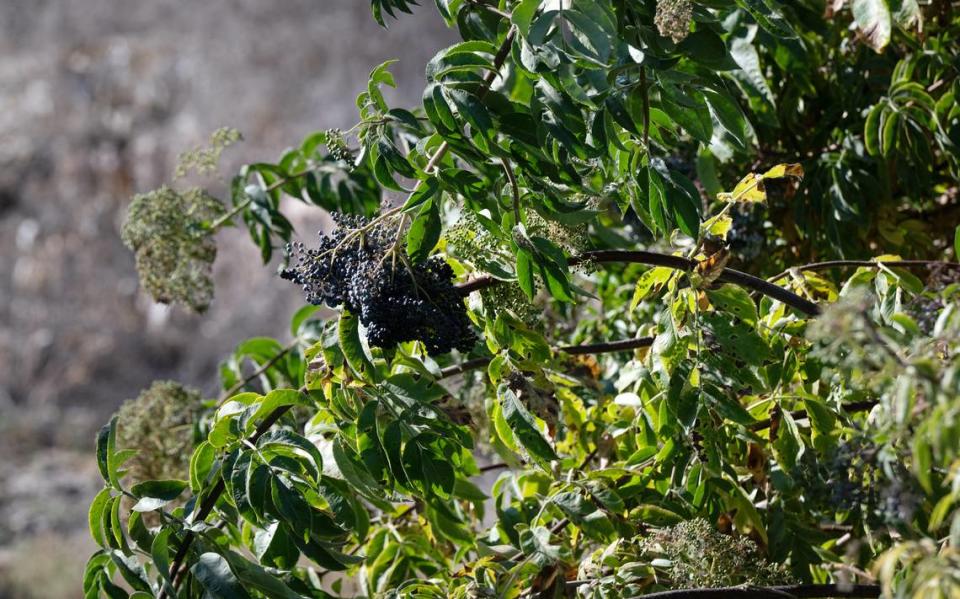 An elderberry tree at Dos Rios Ranch near Modesto, Calif., Tuesday, March 25, 2023.