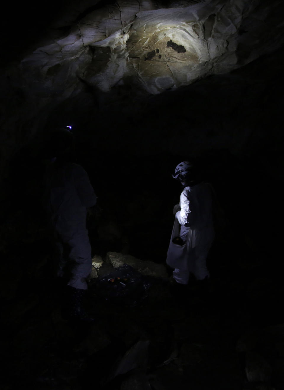 Researchers shine light on clusters of bats roosting in a cave in Dorset, Vt., on May 2, 2023. Scientists studying bat species hit hard by the fungus that causes white nose syndrome, which has killed millions of bats across North America, say more bats that hibernate at the Vermont cave are tolerating the disease and passing protective traits on to their young. (AP Photo/Hasan Jamali)