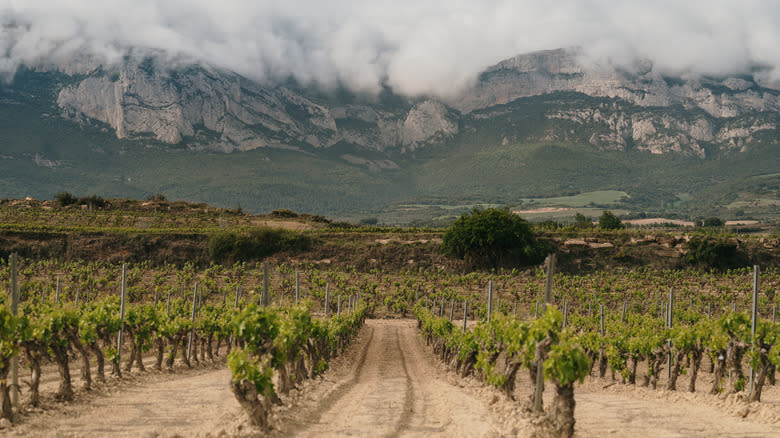 Rioja vineyards in Spain