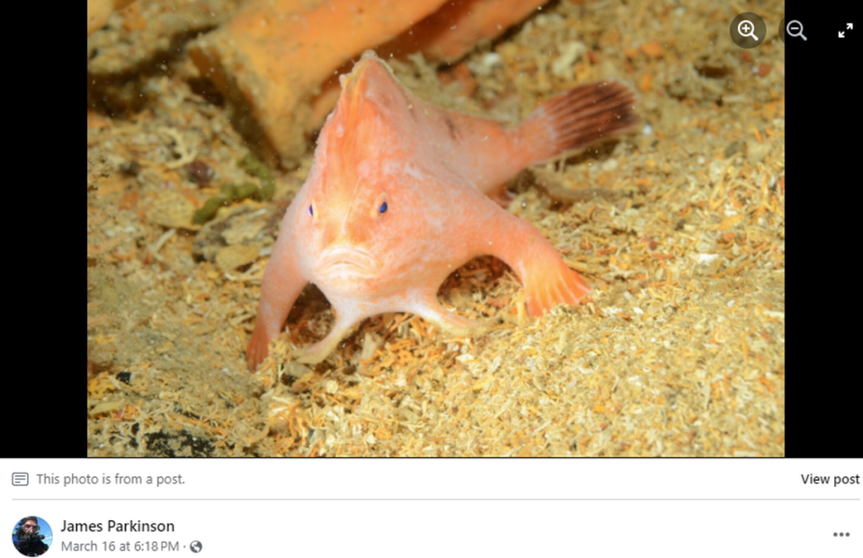 The pink handfish uses its pectoral fins to “walk” along the seafloor instead of swimming, conservation experts say. Screengrab from James Parkinson's Facebook post