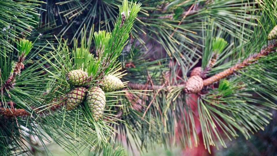 types of christmas trees, scots pinescotch pine