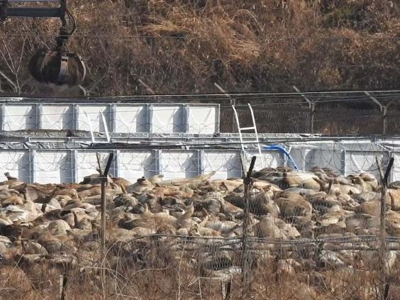 The Yeoncheon Imjin River Civic Network NGO said its pictures showed dead pigs piled up in a car park in Yeoncheon county (AFP via Getty Images)