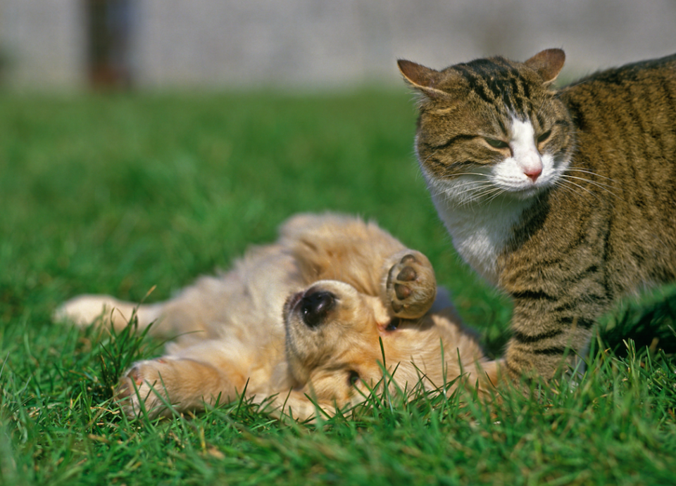 Cats and dogs CAN be friends (Picture: Rex)