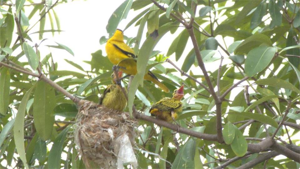 珍貴畫面！二級保育鳥類黃鸝育雛　嘉義鳥友驚喜記錄