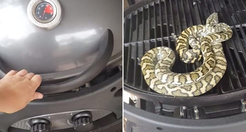 A carpet snake pictured inside a barbecue.