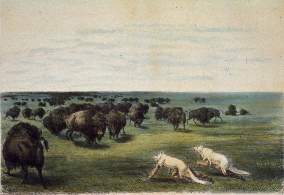 Circa 1850 artistic representation of hunters under wolf pelts approaching buffalo