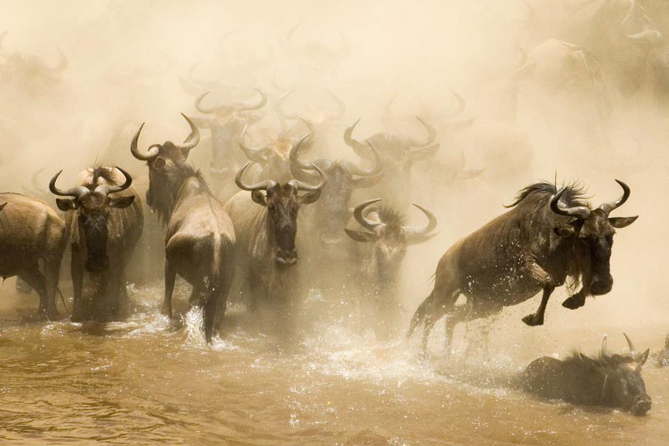 Herding home: Wildebeest photographed in mass migration