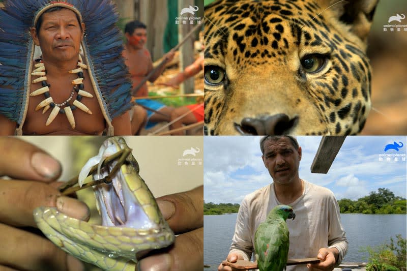 《野生法蘭克》即將解鎖更多亞馬遜流域新奇的野生動物與不為人知的亞馬遜原住民部落（左上），亞馬遜雨林棲息著兇猛的美洲豹、致命的眼鏡蛇，能一口吃掉小孩的巨蛇與無數未知且危險的動植物。（動物星球頻道提供）