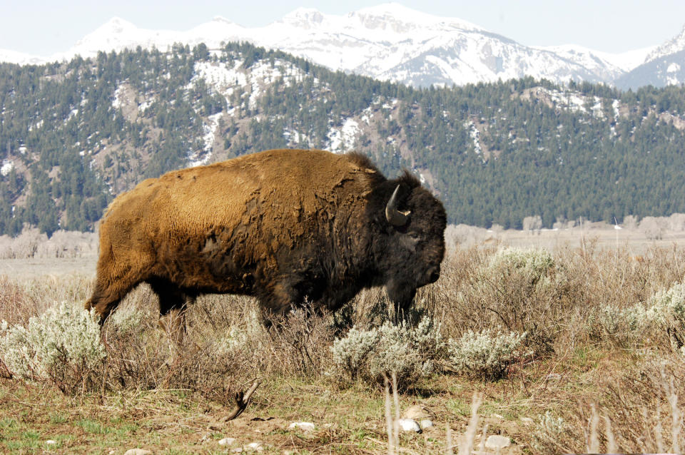 <p>Um das Jahr 1900 stand der Bison kurz vor dem Aussterben. Naturschützer haben sich seit dem frühen 20. Jahrhundert für den Schutz und die Vergrößerung der Bisonpopulation eingesetzt. Erfolgreich. Heute versucht WCS, den Bisonschutz weiter voranzutreiben, indem er mit Stämmen, Regierungen und privaten Viehzuchtpartnern zusammenarbeitet, um die Zahl der Wildbisons in Nordamerika zu erhöhen. (Bild: Julie Maher) </p>