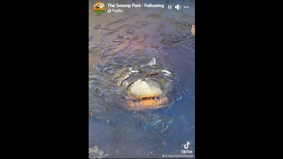 A park staffer recorded himself visiting multiple “gatorcicles” in the swamp, and likened their protruding snouts could be likened to “a cute little danger snorkel.”