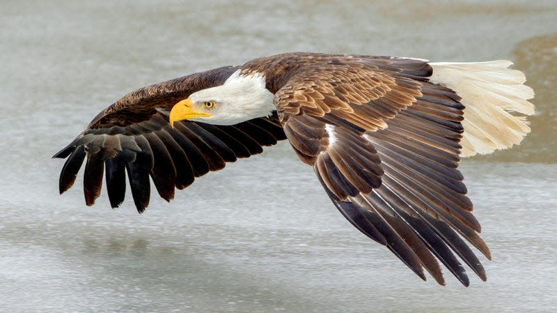 A bald eagle flying.