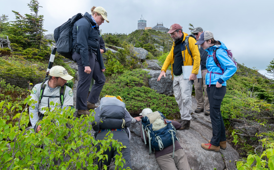 ADK Mountain Club summit stewards explore vegetation during a training course on Whiteface Mountain.