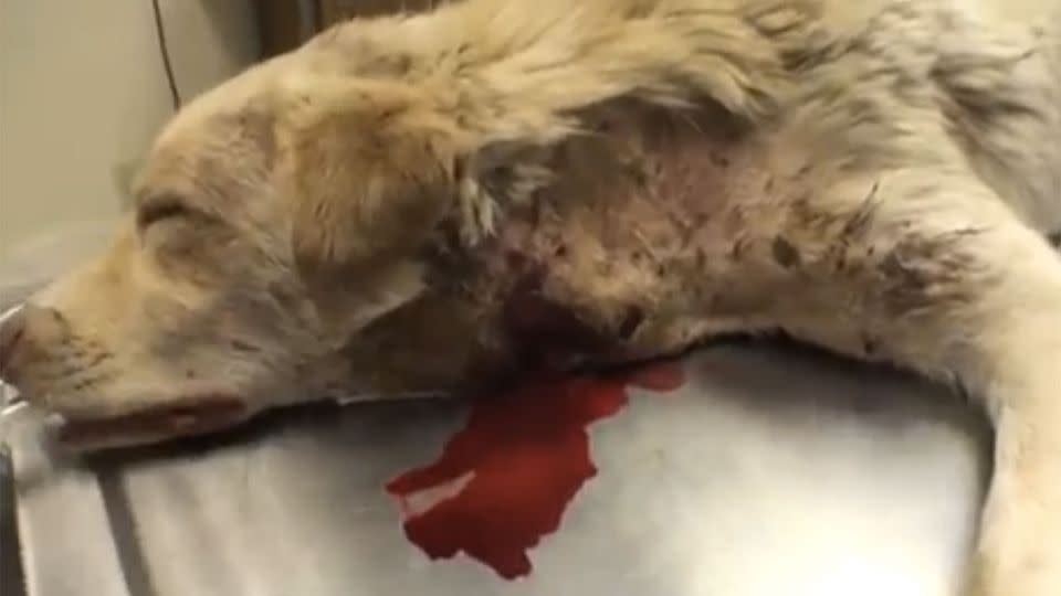 Gregor the dog underwent immediate surgery to fix the severe gashes to his neck. Photo: Supplied