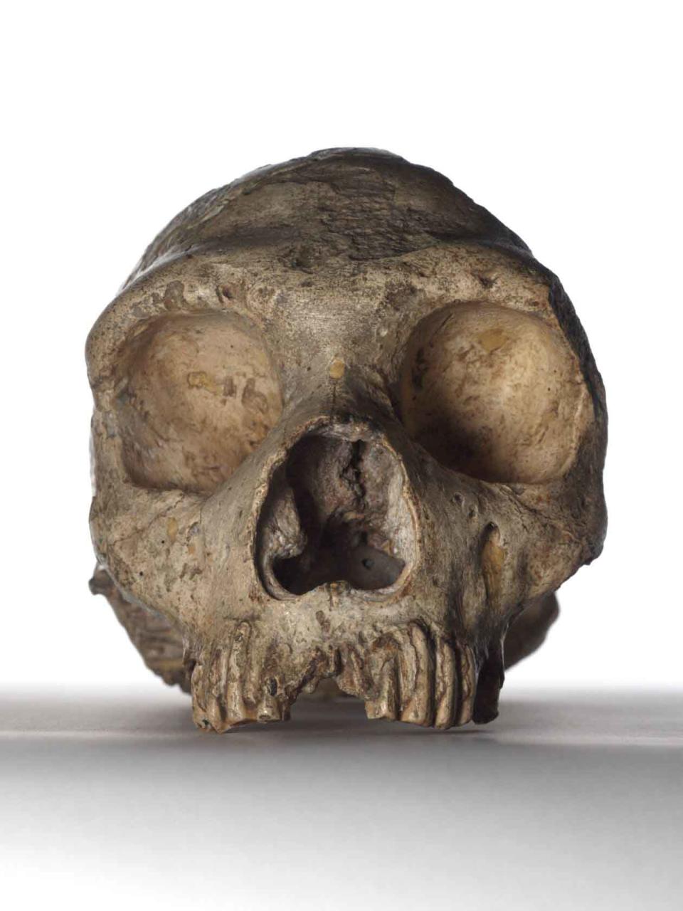 Neanderthal skull – about 50,000 years old, this adult female Neanderthal skull it was the first Neanderthal skull ever discovered. Neanderthals were our closest known relative and this specimen helped to begin the science of palaeoanthropology – the study of ancient humans. (Natural History Museum)