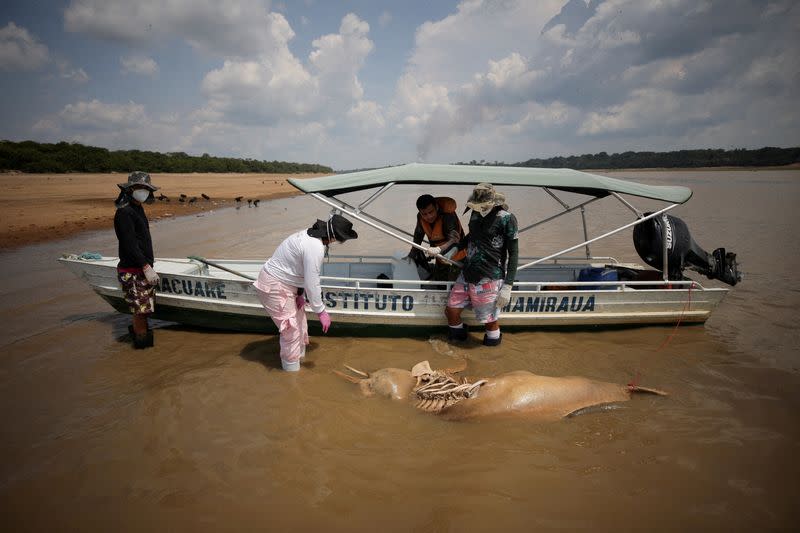 Death of dolphins in Amazon linked to severe drought and heat