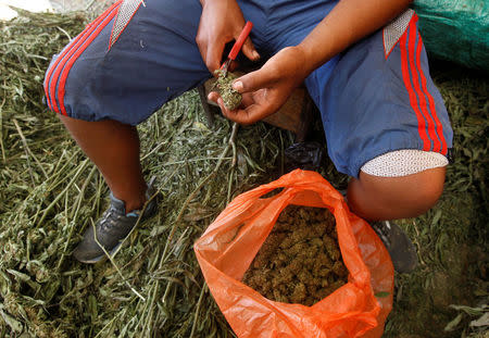 A man cuts a marijuana plant grown in the mountains of Tacueyo, Cauca, Colombia, February 10, 2016. Picture taken February 10, 2016. REUTERS /Jaime Saldarriaga