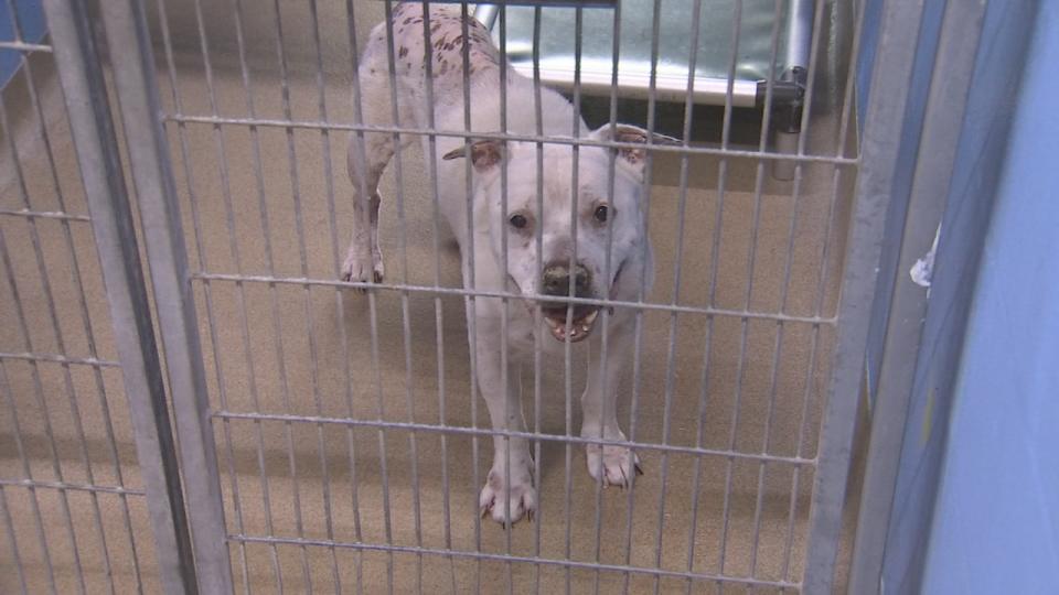 The shelter is currently caring for more than 500 animals.